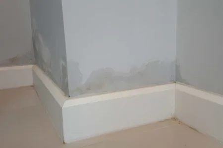 Damp above skirting boards