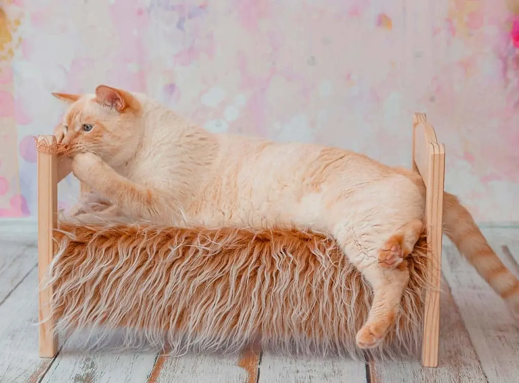 Mini cat bed