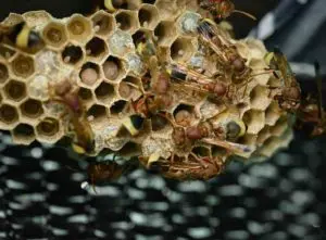 Learn how to remove a wasp nest easily