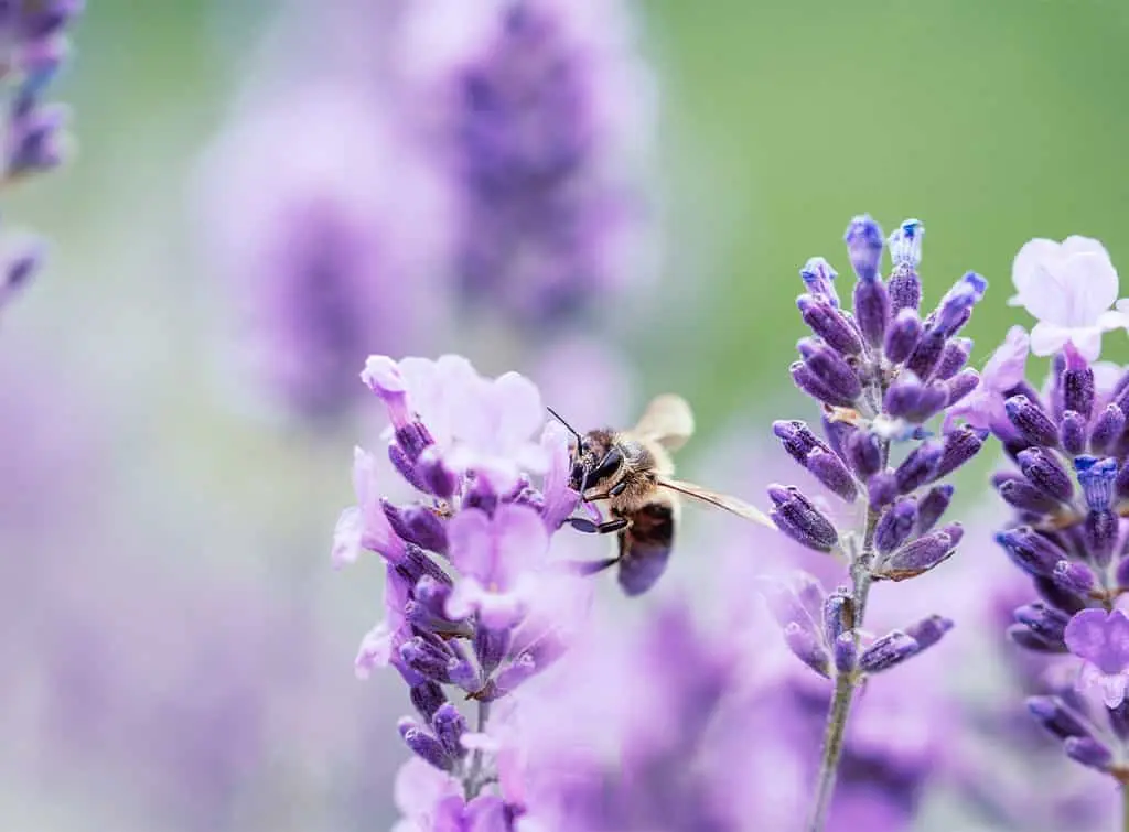 pollinators