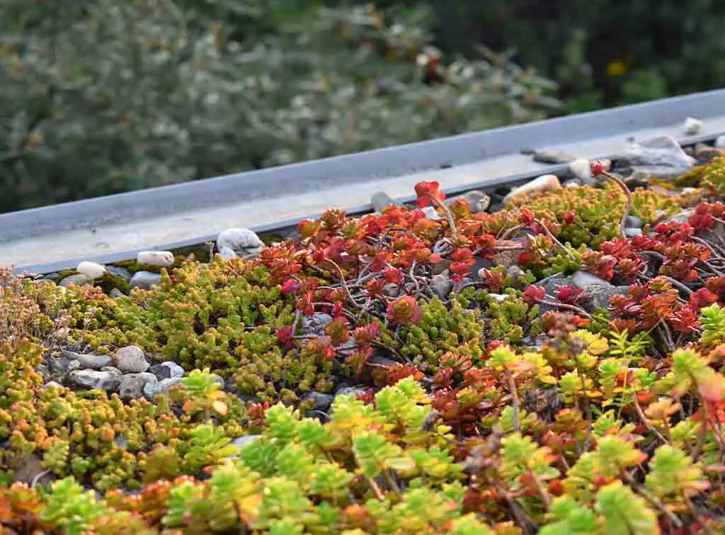Green flat roof installation in the UK