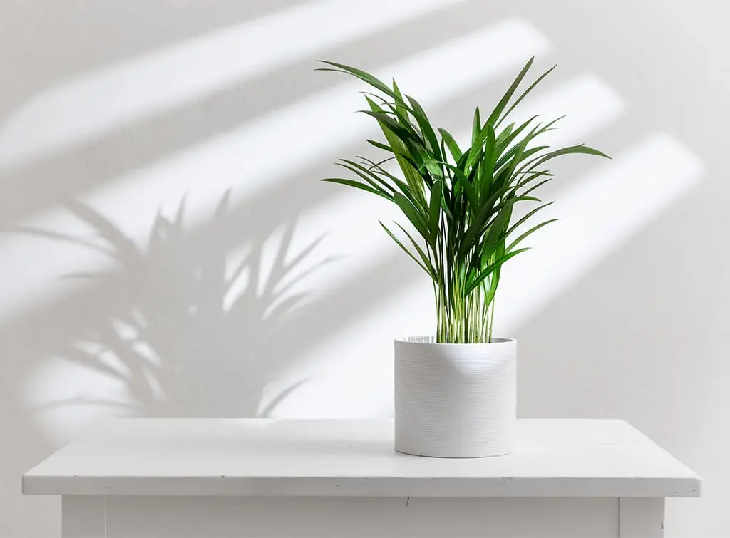 Indoor areca palm