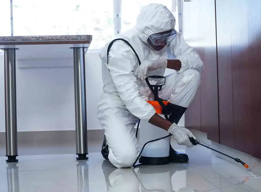Professional flea removal