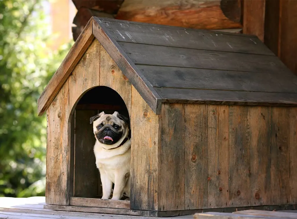 https://www.checkatrade.com/blog/wp-content/uploads/2021/05/dog-house-for-small-dogs.jpg