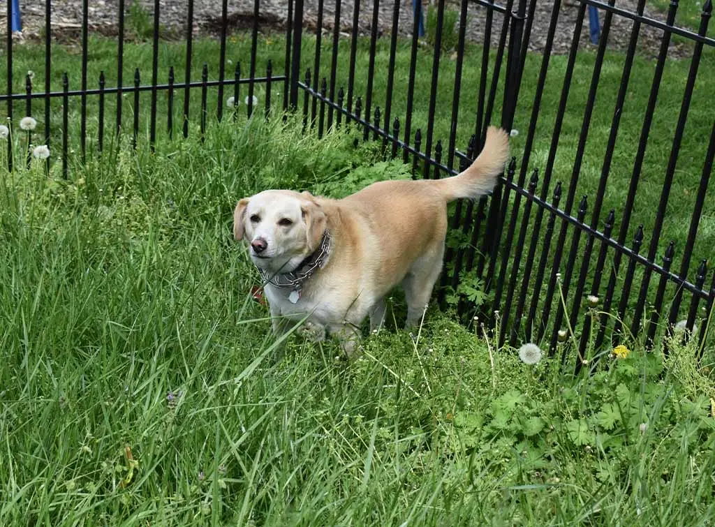 Dog friendly garden designs