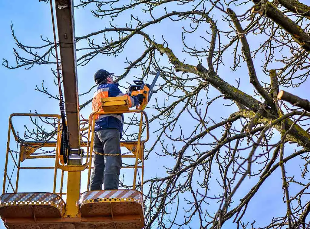 Tree surgeon working at height