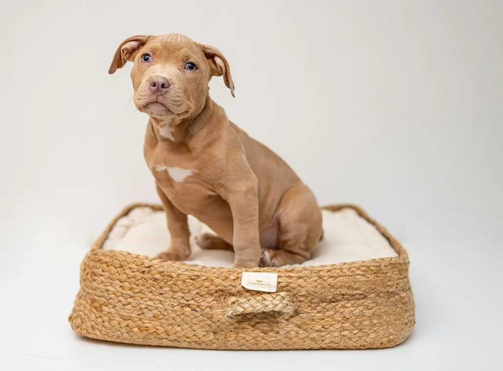 Dog bed ideas for living room