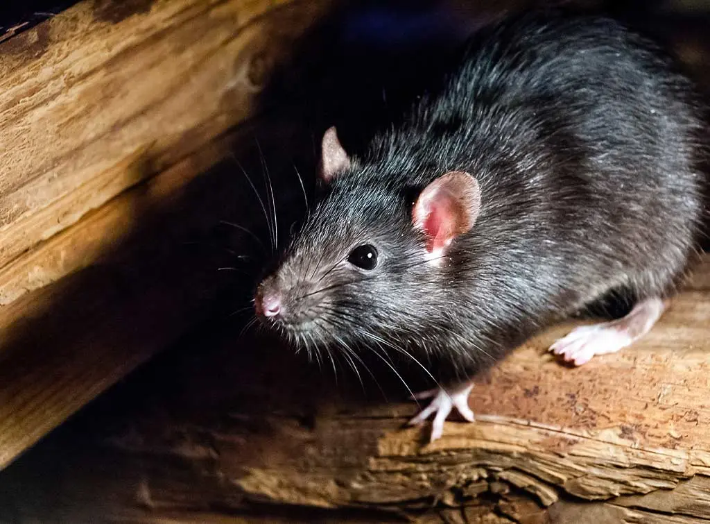 https://www.checkatrade.com/blog/wp-content/uploads/2023/03/how-much-do-pest-controllers-earn.jpg