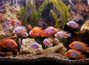 wall aquarium with tropical fish