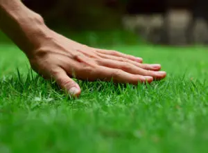 Fresh lawn grown from seed