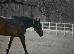horse in field