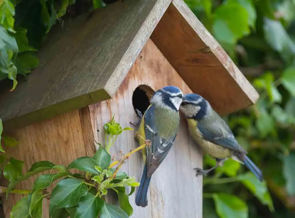 Birds at the bird box in a garden