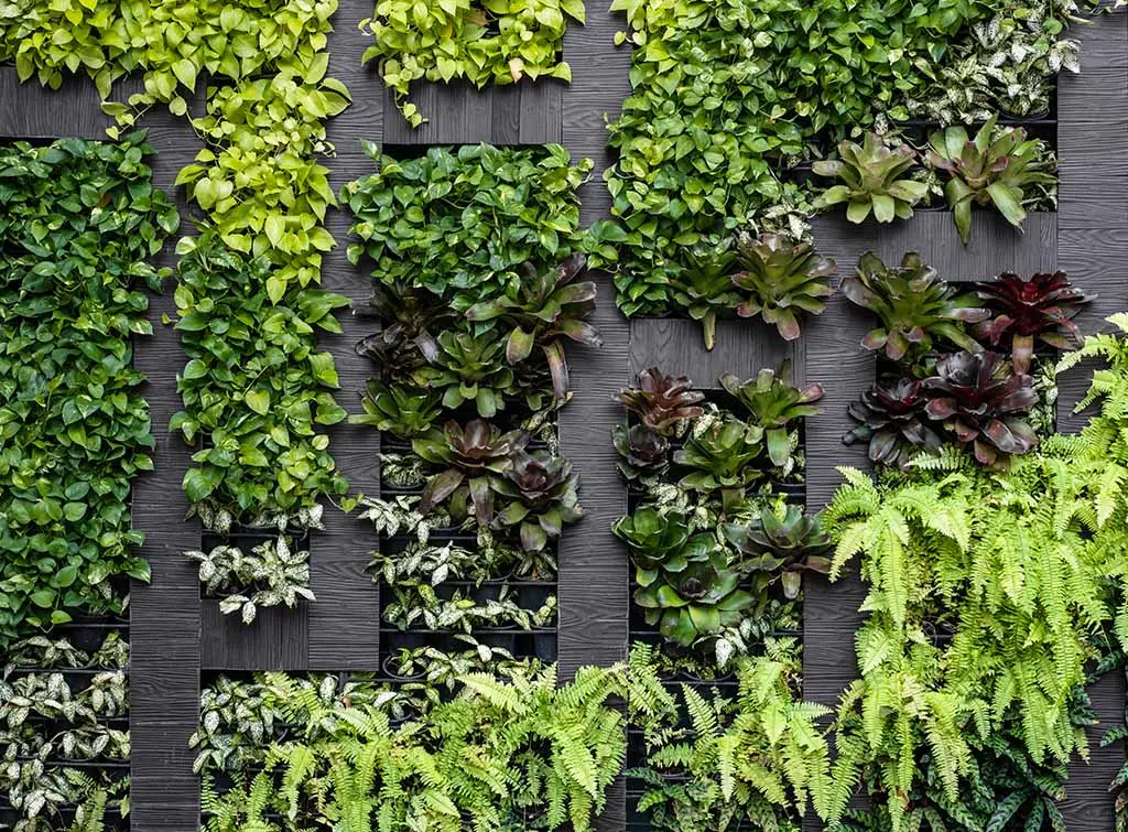 living green wall in garden