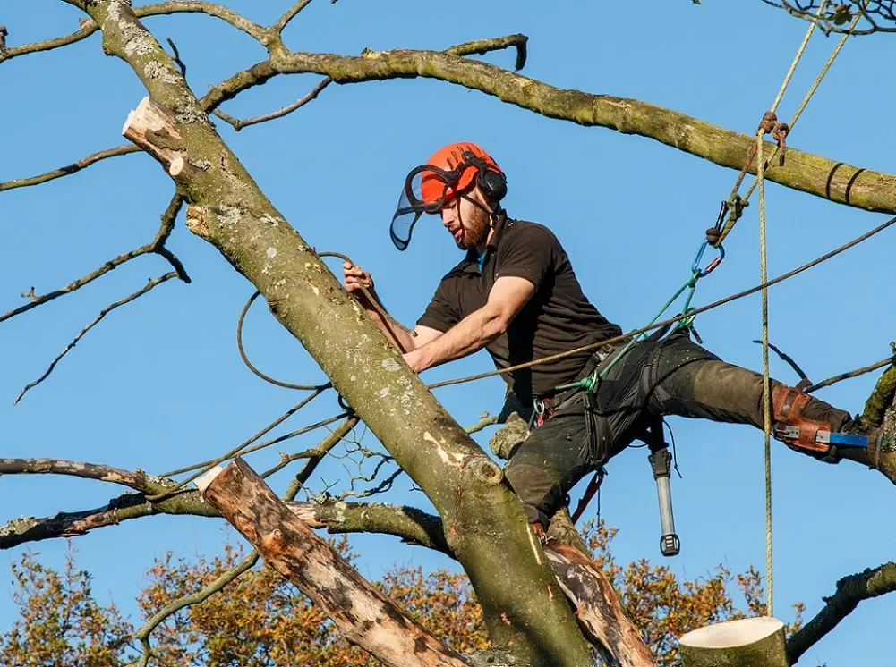 https://www.checkatrade.com/blog/wp-content/uploads/2024/07/choosing-a-name-for-your-tree-surgeon-business.jpeg