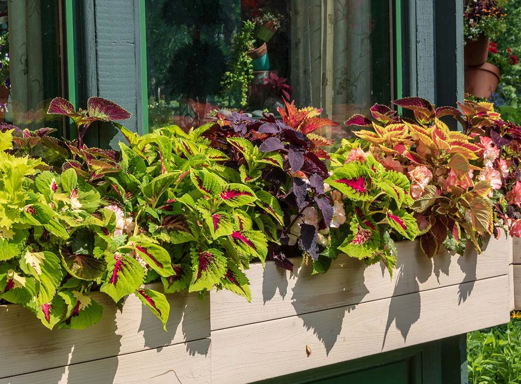 begonia window box