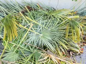 cost of palm tree removal