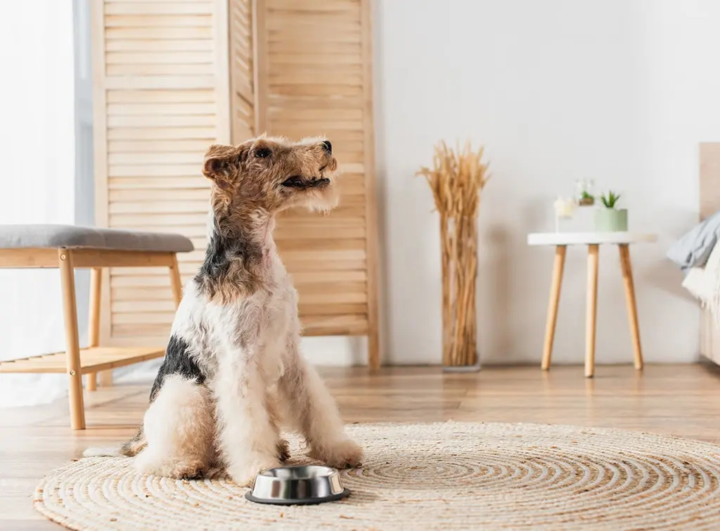 Dog with its feeding bowl on a sisal rug