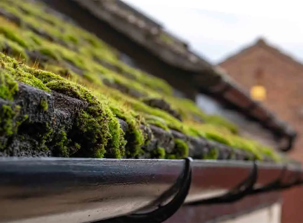 https://www.checkatrade.com/blog/wp-content/uploads/2020/08/roof-moss-removal-cost.jpg