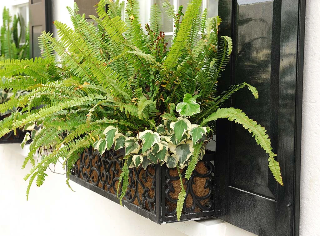 fern window box
