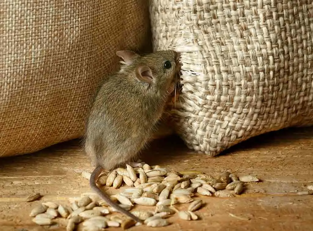 signs of rats in a house