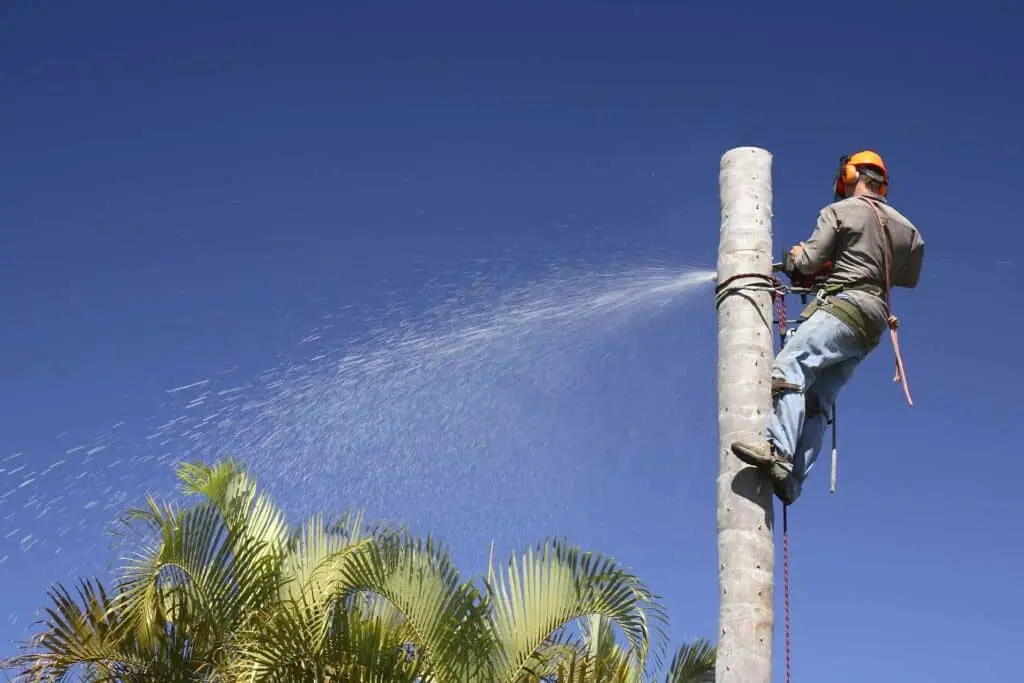 tree removal cost uk