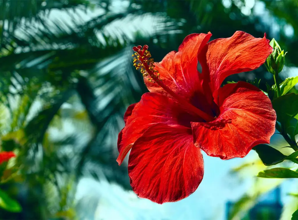 Tropical hibiscus flower