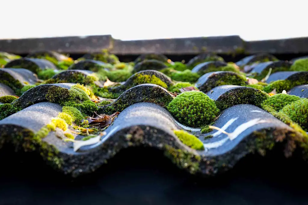 Roof tiles covered in moss