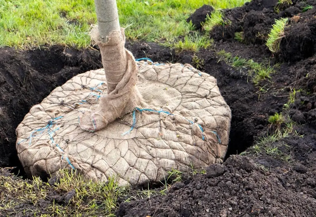 Tree being replanted in garden