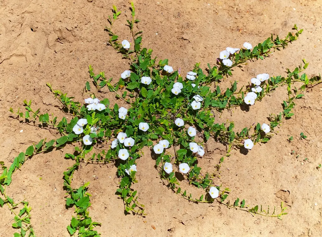 Getting rid of bindweed