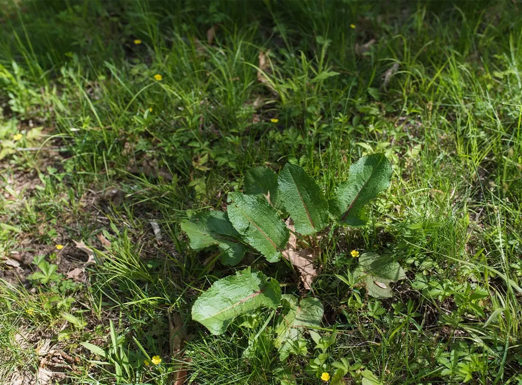 Weeds in the grass