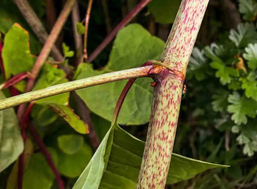 Cost to remove Japanese knotweed