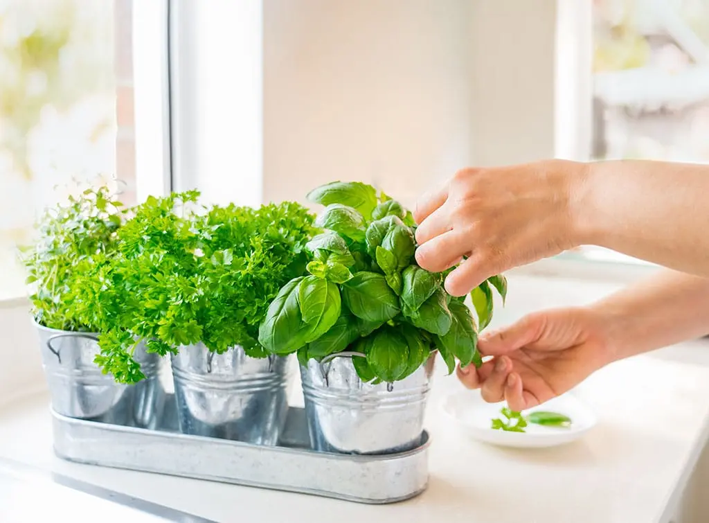 indoor herb garden