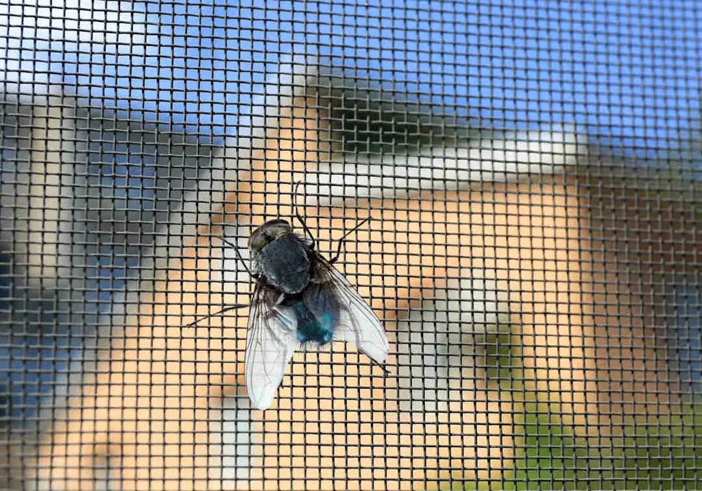 fly-on-window-screen-mesh