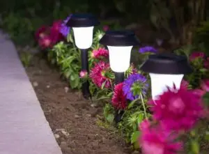 Solar lights in plant patch