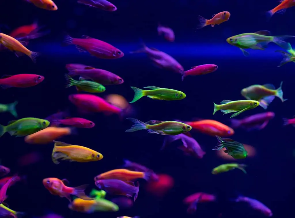 fish tank wallpaper idea