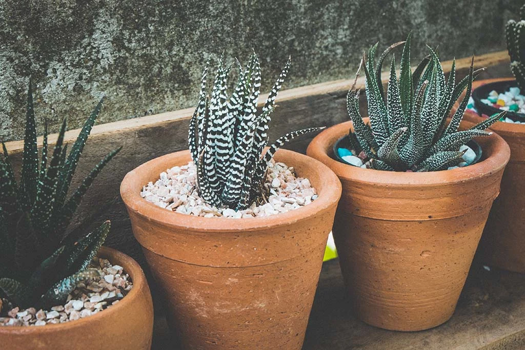 Indoor cactus