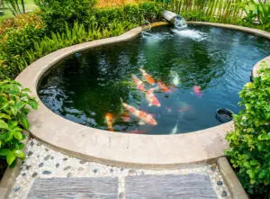 Fish pond ideas