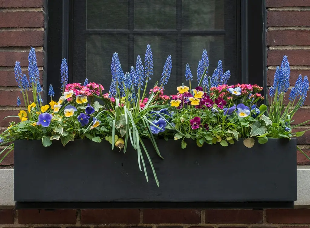 black window box