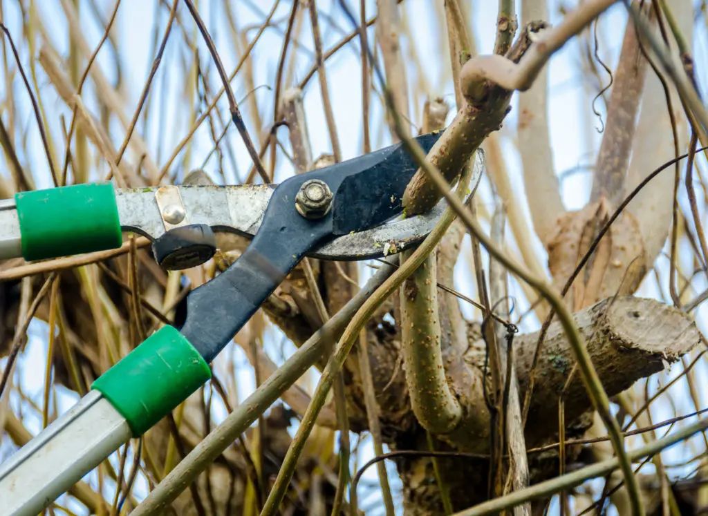 winter gardening tips
