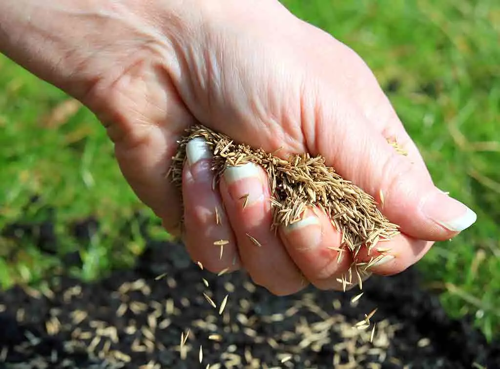 https://www.checkatrade.com/blog/wp-content/uploads/2021/04/how-to-install-grass.jpg