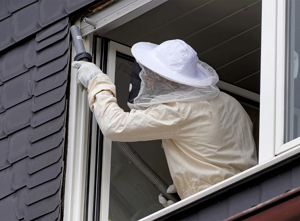 How much does hornet nest removal cost in 2025?