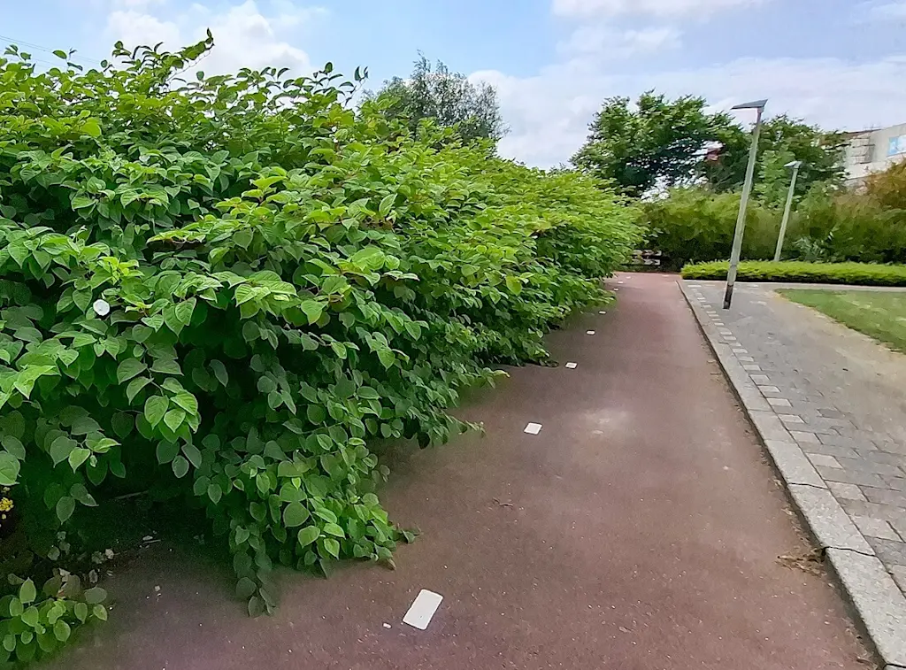 Japanese knotweed overgrown pathway