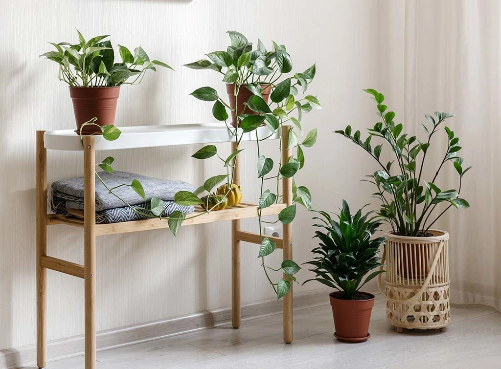 decorate the hallway with plants