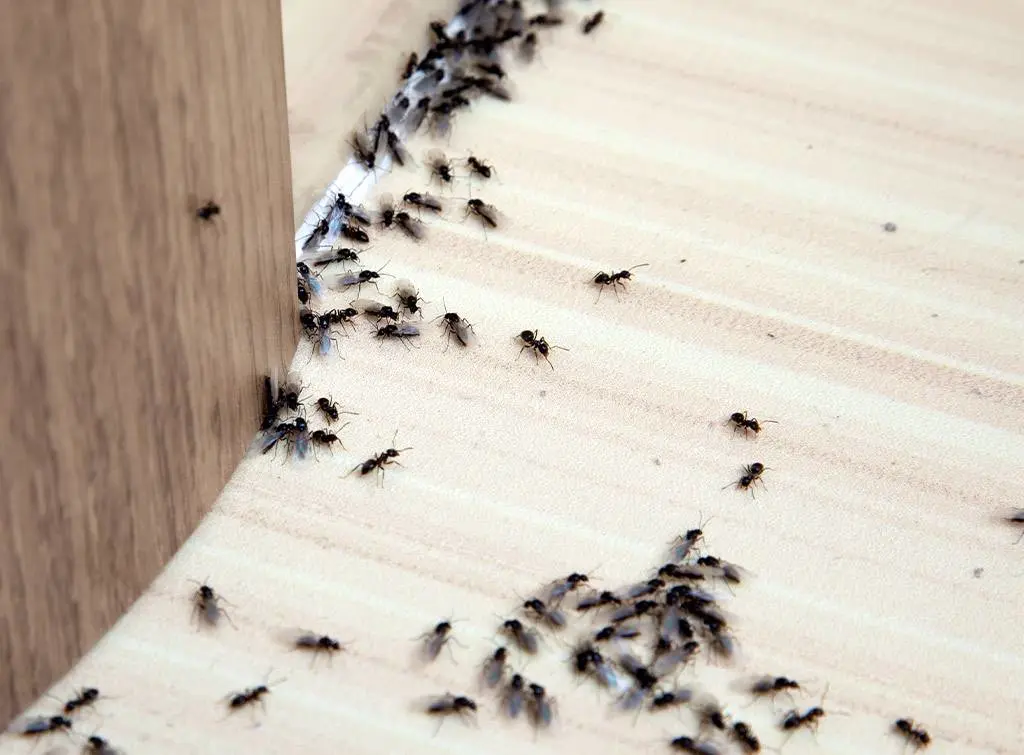 https://www.checkatrade.com/blog/wp-content/uploads/2020/08/ant-pest-control-cost.jpg