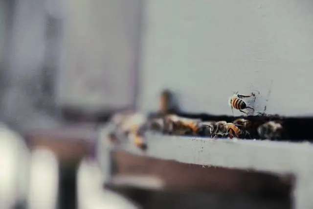 Wasp removal near me