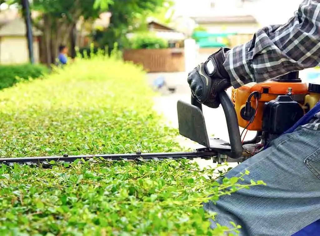 privet hedge trimming