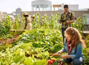 types of green roofs