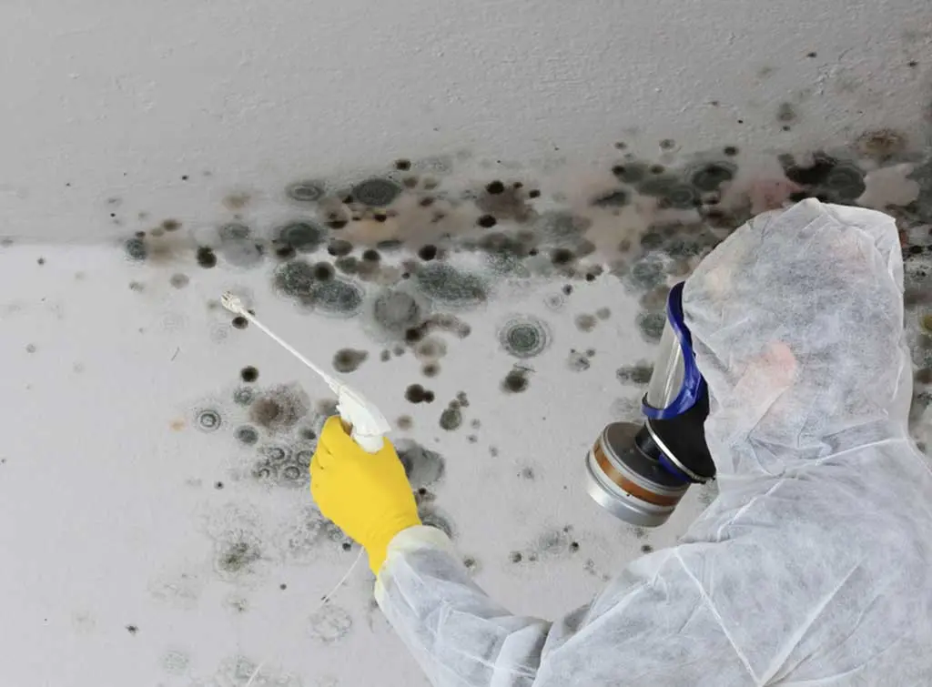 weather coat paint to prevent mould