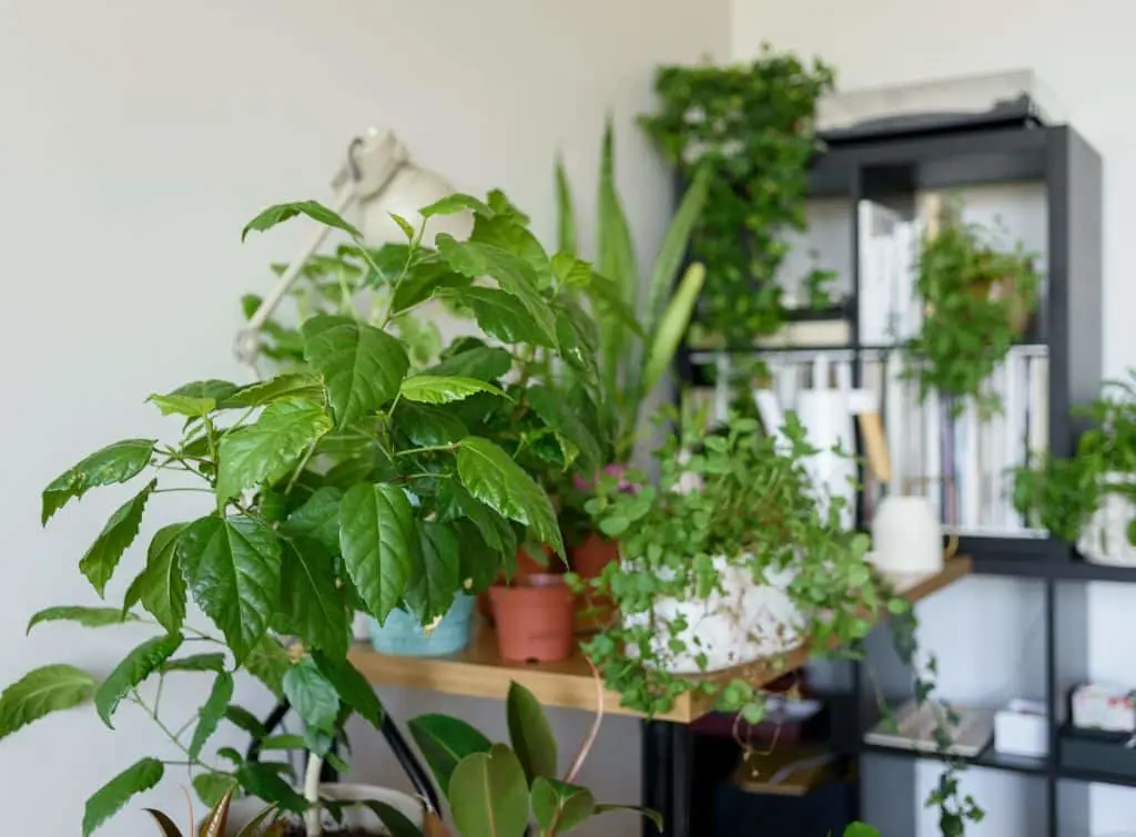 Plant room over stairs for box bedroom ideas
