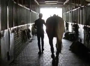 how much does it cost to build horse stables